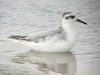 Grey Phalarope at Two Tree Island (West) (Steve Arlow) (61853 bytes)